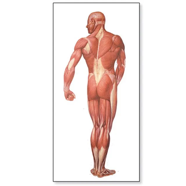 3b-scientific-lehrtafel-muskulatur-des-menschen-r-ckseite-84x200-cm-anatomie-pos image 1