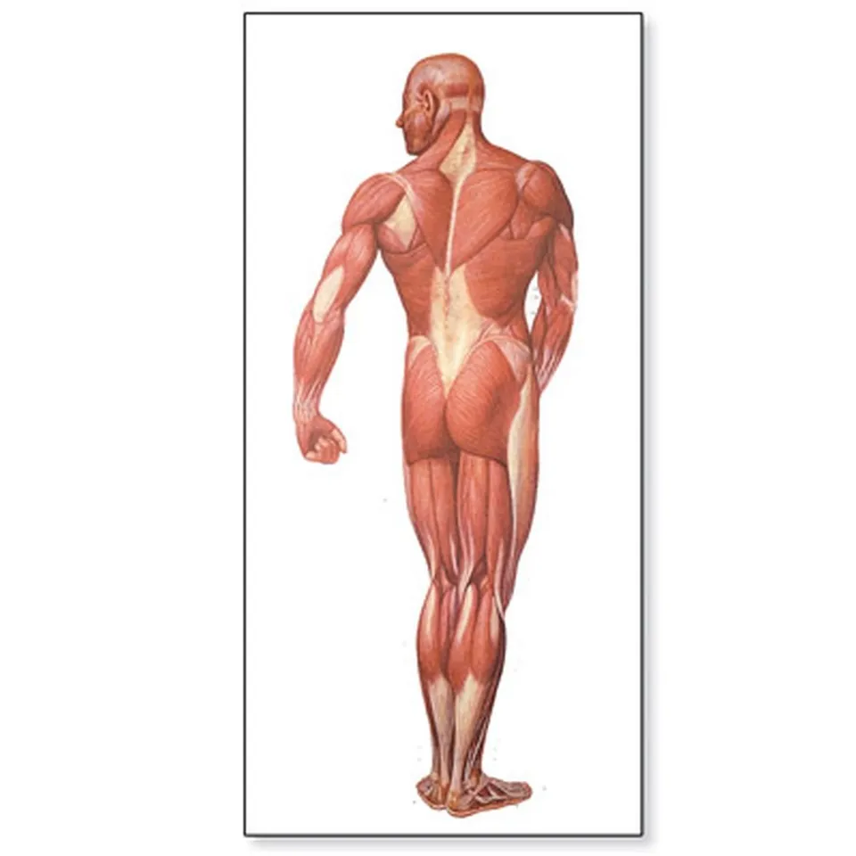 3b-scientific-lehrtafel-muskulatur-des-menschen-r-ckseite-84x200-cm-anatomie-pos image 1
