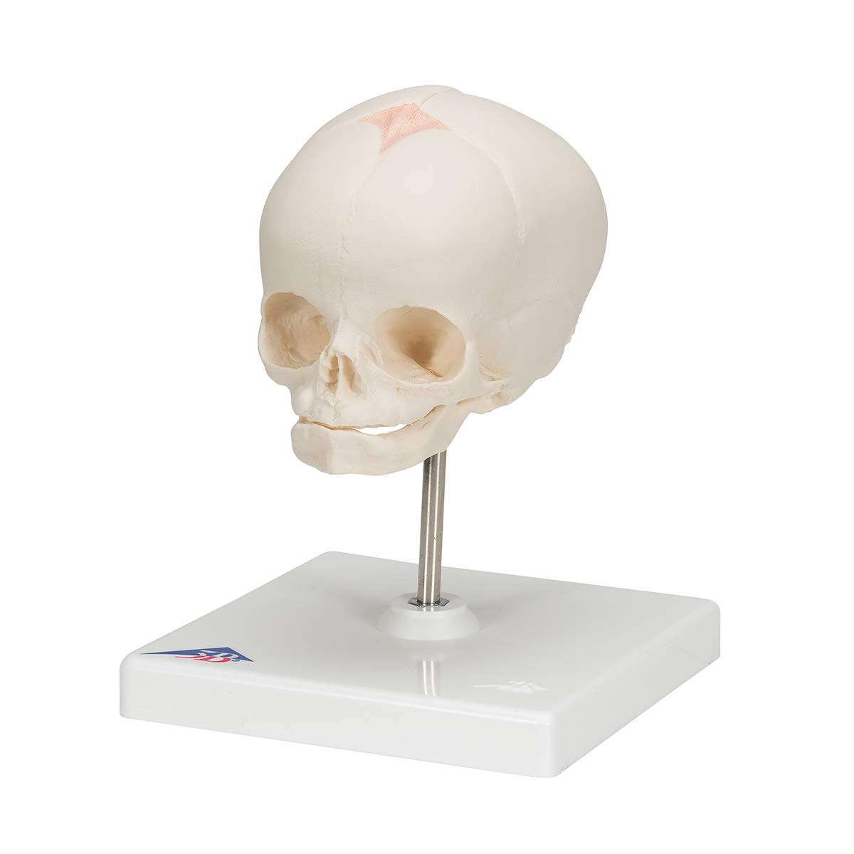 3b-scientific-f-tus-sch-del-naturabguss-30-ssw-auf-stativ image 6
