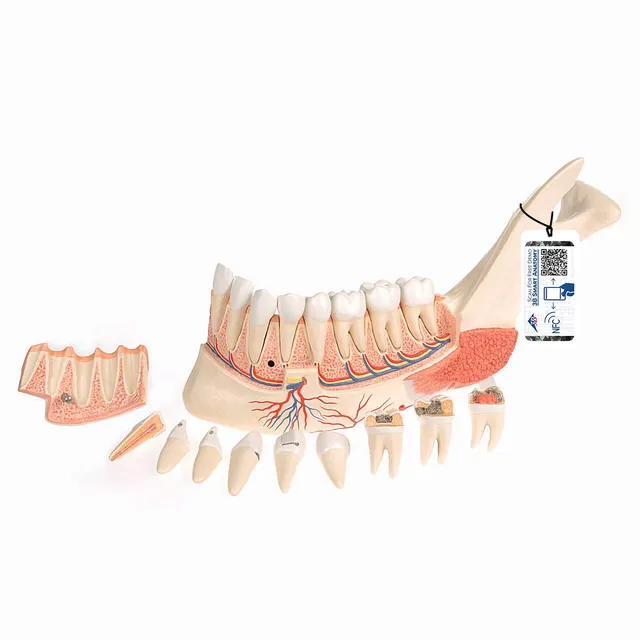 3b-scientific-unterkieferh-lfte-mit-8-kari-sen-z-hnen-19-teilig-smart-anatomy-ap image 1