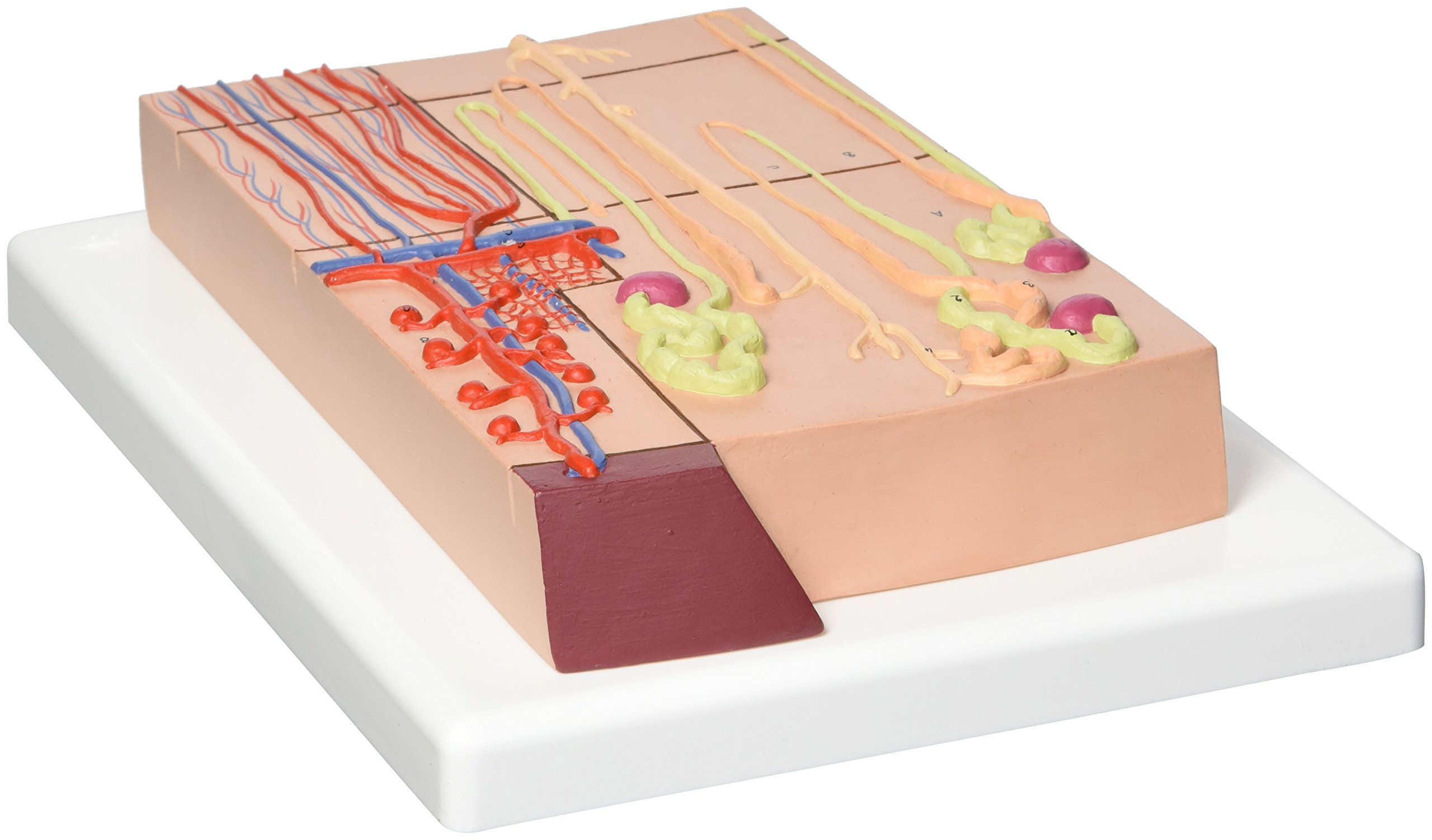 3b-scientific-nephron-mit-blutgef-en-anatomiemodell-120-fache-gr-e image 2