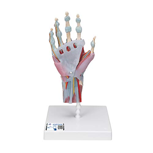 3b-scientific-m33-1-hand-skelett-modell-mit-b-ndern-und-muskeln-3b-smart-anatomy image 8