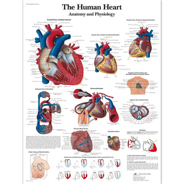 3b-scientific-vr1334l-the-human-heart-lehrtafel-laminiertes-herz-anatomie-poster image 1
