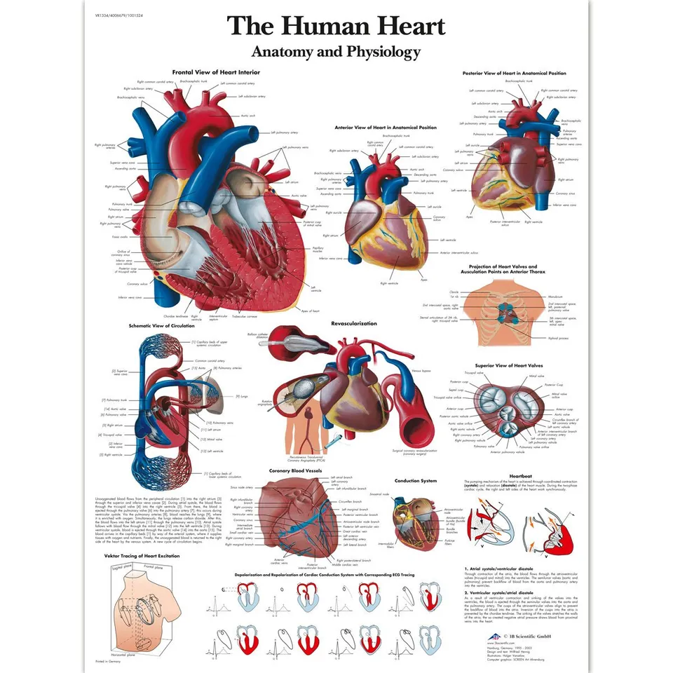 3b-scientific-vr1334l-the-human-heart-lehrtafel-laminiertes-herz-anatomie-poster image 1