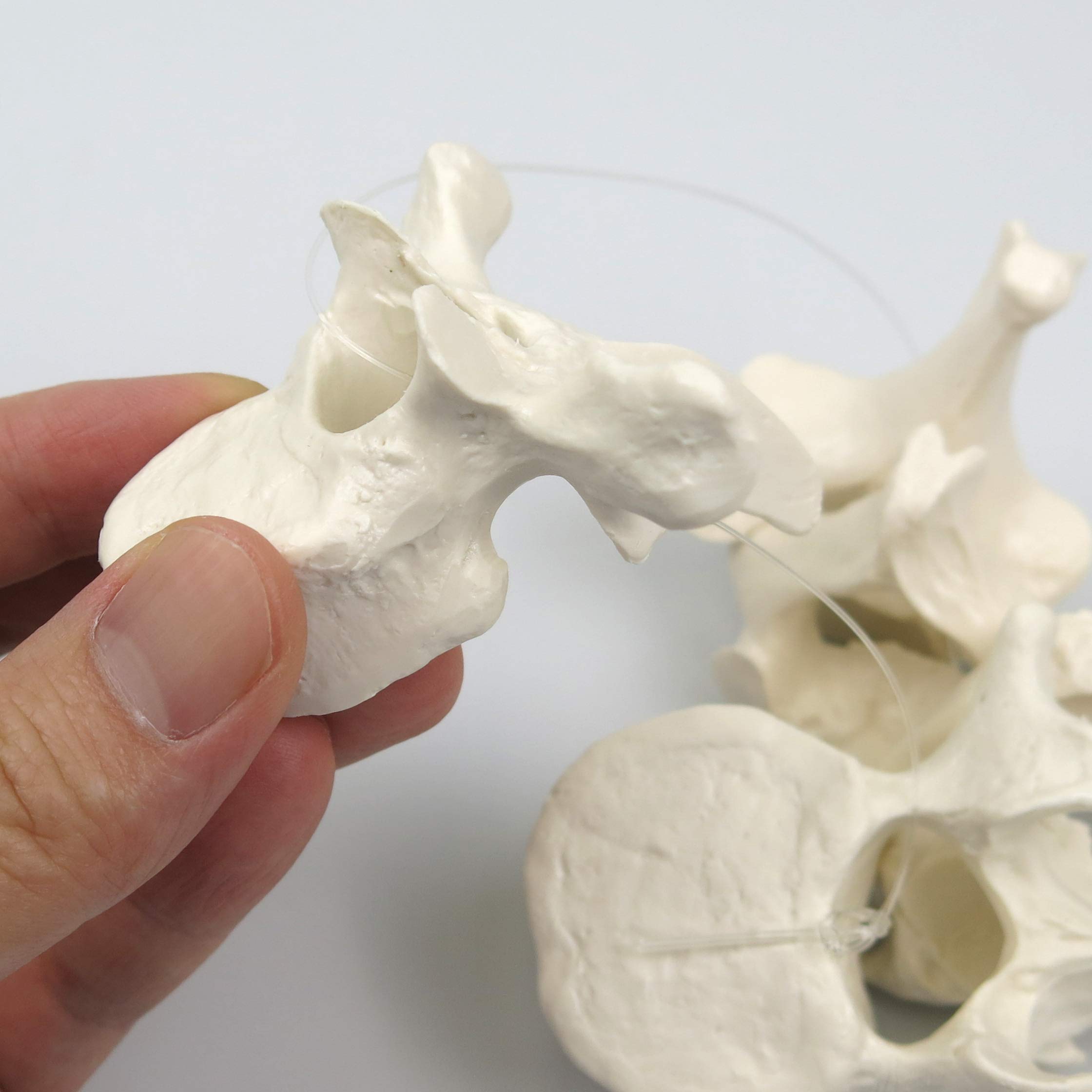 3b-scientific-a75-1-5-wirbel-set-atlas-bis-lendenwirbel-3b-smart-anatomy image 2