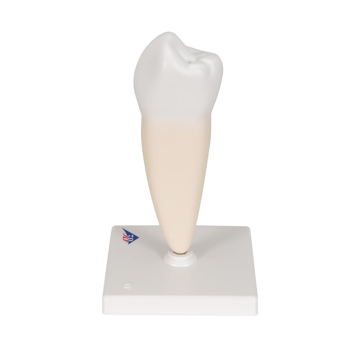 3b-scientific-unterer-einwurzeliger-pr-molar-zahnmodell-auf-stativ-3b-smart-anat image 5