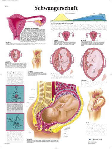 3b-scientific-lehrtafel-schwangerschaft-anatomie-poster-50x67-cm-200g image 2