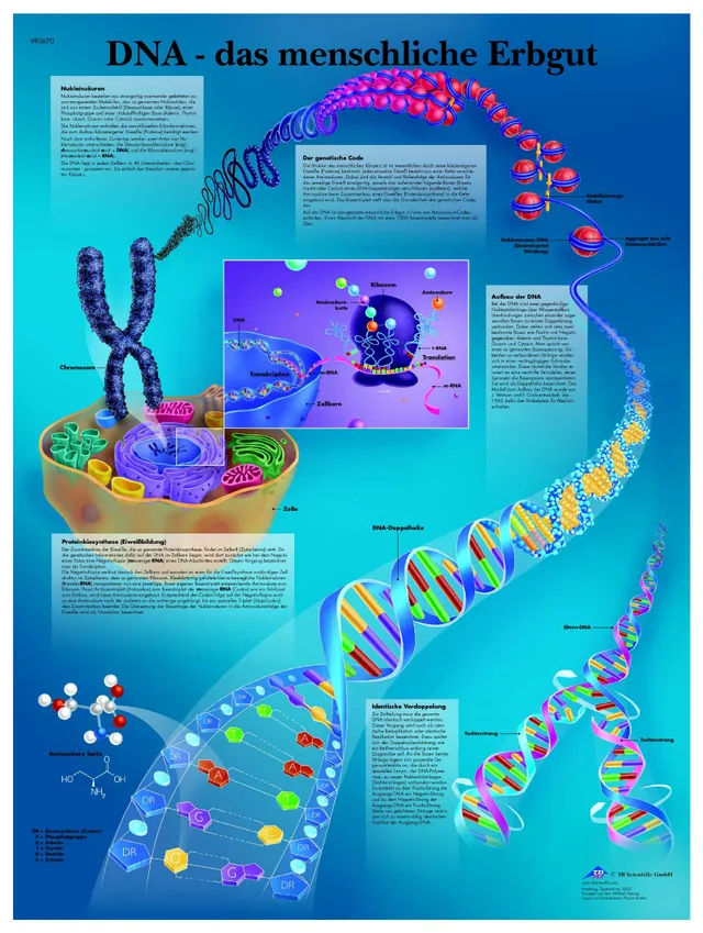 3b-scientific-lehrtafel-dna-das-menschliche-erbgut-poster-50x67-cm image 1