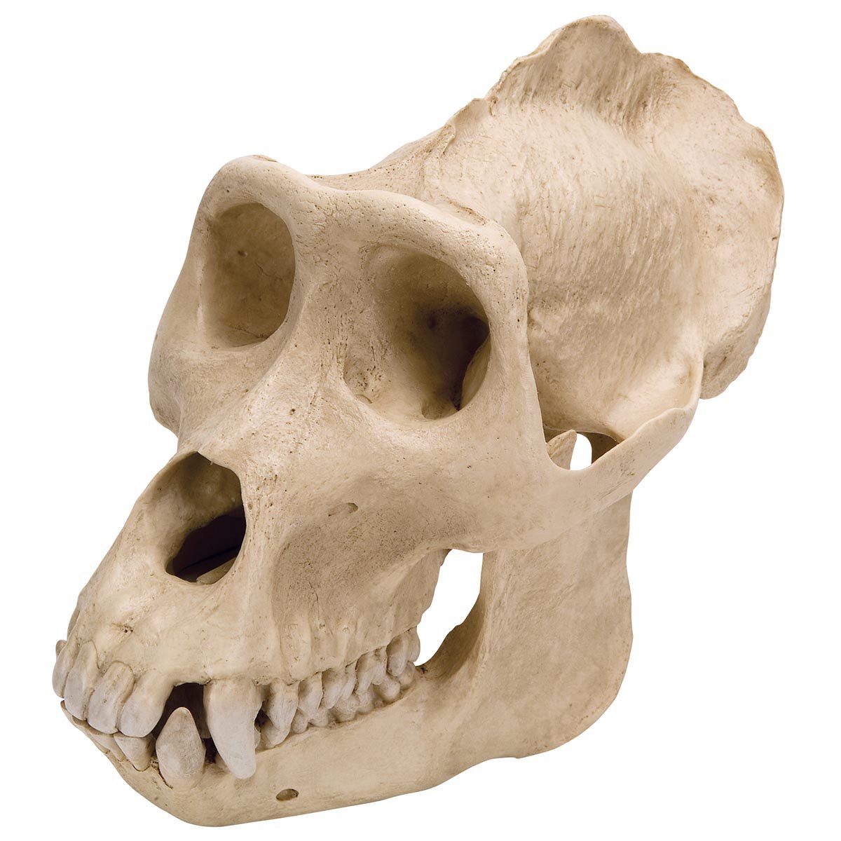 3b-scientific-gorilla-sch-del-gorilla-gorilla-masculum-replikat-sch-delmodell image 1