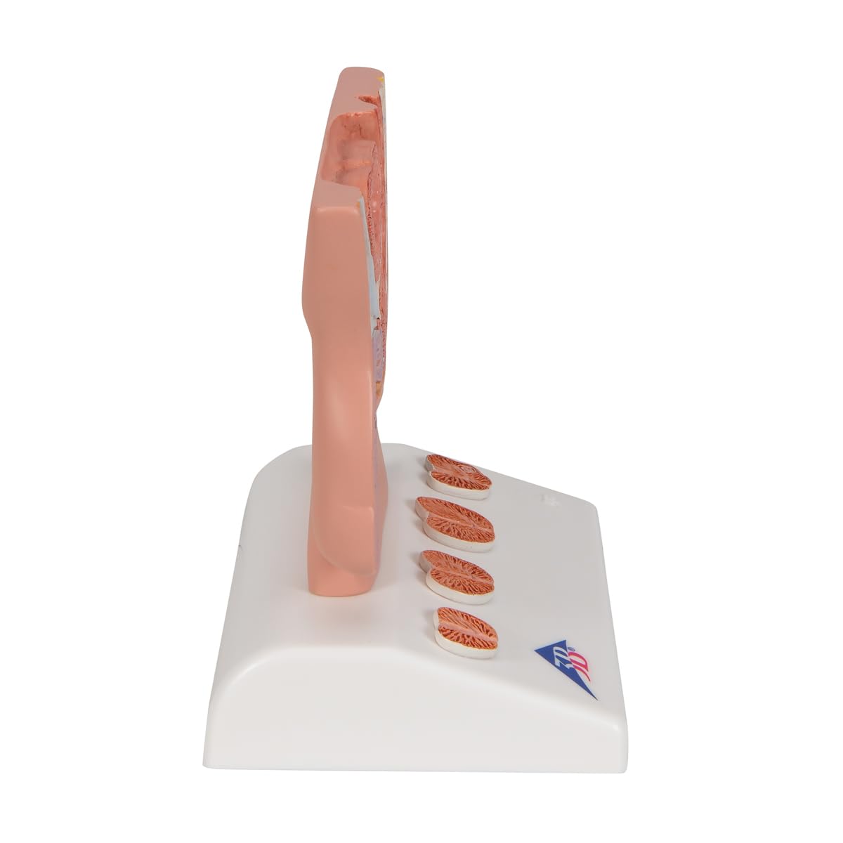 3b-scientific-prostata-modell-halbe-gr-e-auf-sockel-3b-smart-anatomy-app image 3