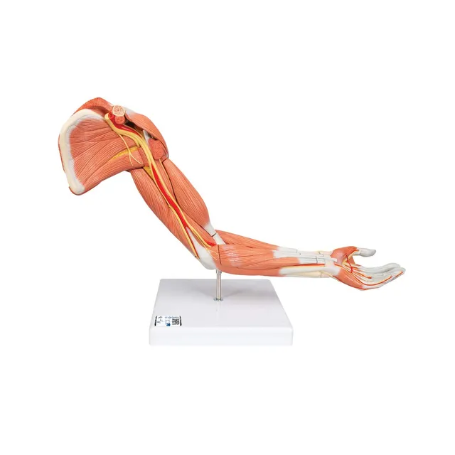 3b-scientific-armmuskel-modell-6-teilig-arm-und-schultermodell-mit-abnehmbaren-m image 1
