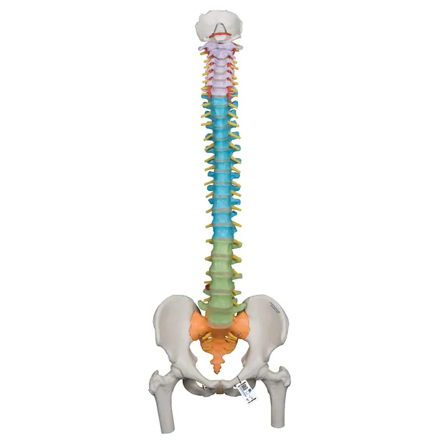 3b-scientific-didaktische-flexible-wirbels-ule-a58-9-82-cm-mit-oberschenkelk-pfe image 1