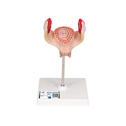 3b-scientific-embryo-modell-1-monat-l10-1-schwangerschafts-anatomiemodell-beschr image 8