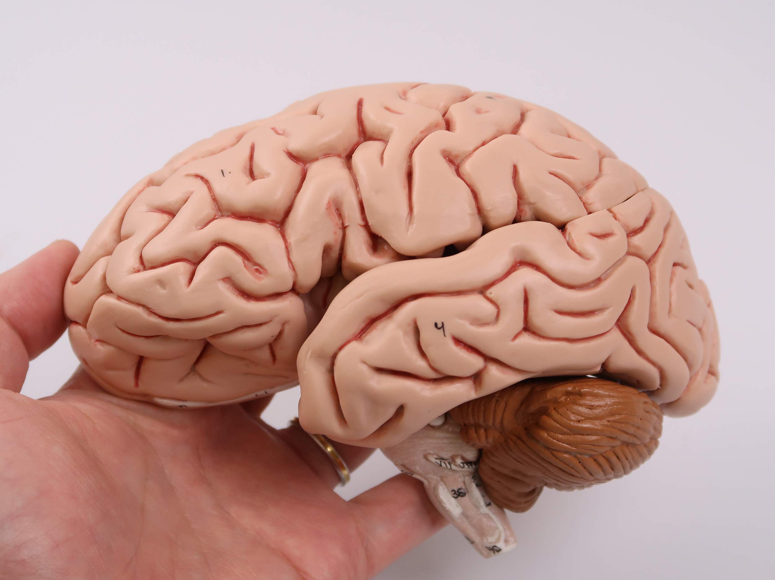 3b-scientific-klassisches-gehirn-5-teilig-lebensgro-physiologie-der-nerven-serie image 5