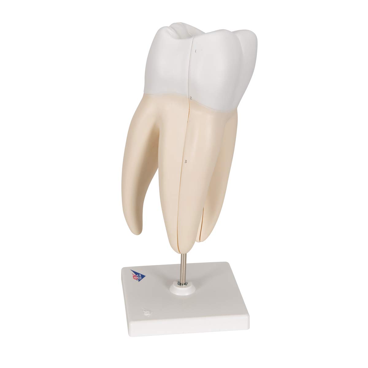 3b-scientific-oberer-molaren-zahnmodell-3-teilig-vergr-ert-mit-smart-anatomy-app image 5
