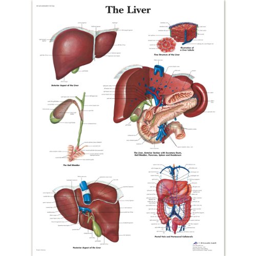 3b-scientific-leberdiagramm-menschliche-anatomie-vr1425uu-papierversion-lehrpost image 4