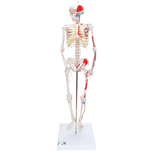 3b-scientific-mini-skelett-shorty-85-cm-mit-muskelbemalung-und-3-teiligem-sch-de image 1