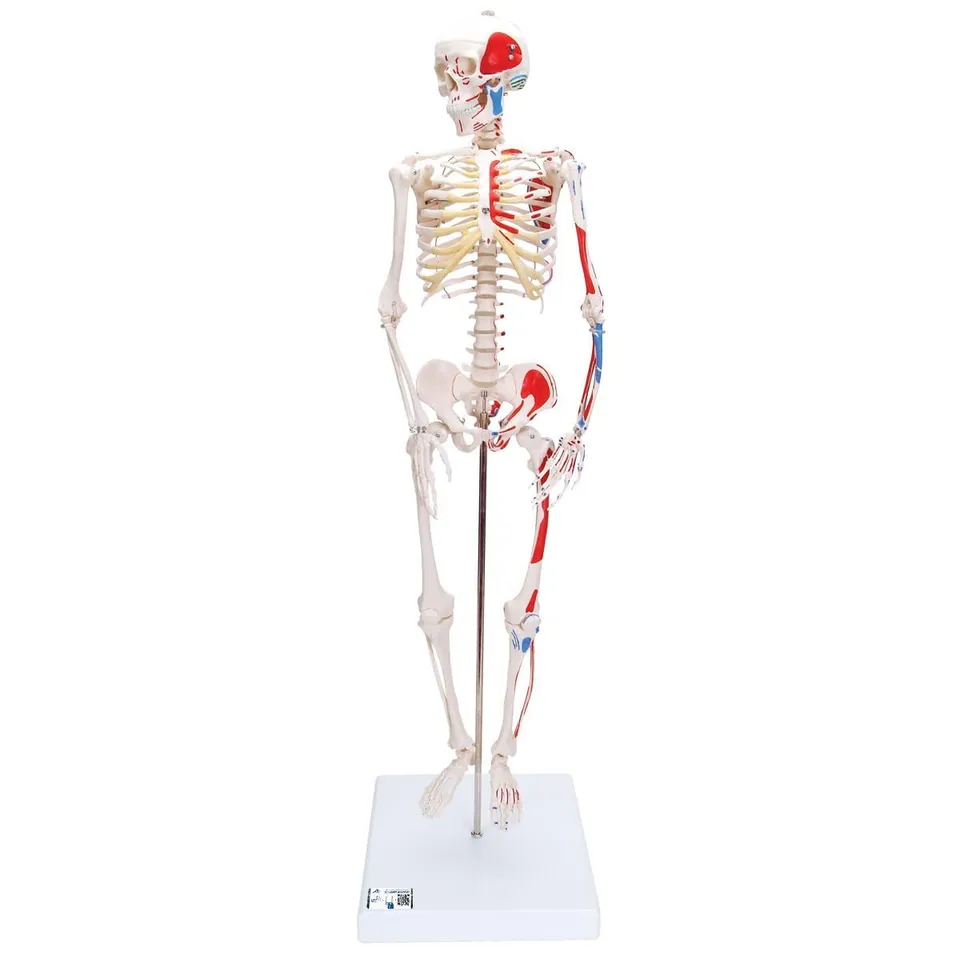 3b-scientific-mini-skelett-shorty-85-cm-mit-muskelbemalung-und-3-teiligem-sch-de image 1