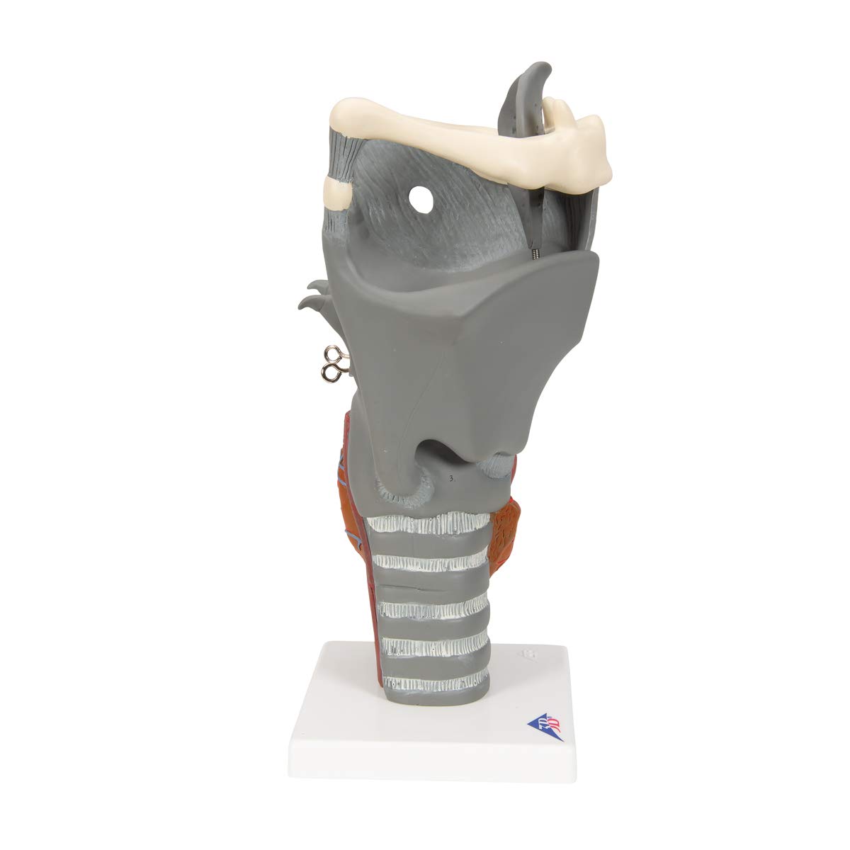 3b-scientific-funktionsmodell-kehlkopf-2-5-fache-gr-e-anatomisches-replikat-beig image 3