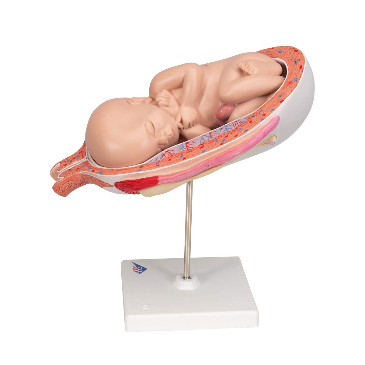 3b-scientific-fetus-7-monat-in-geb-rmutter-schwangerschafts-anatomiemodell-15x32 image 5