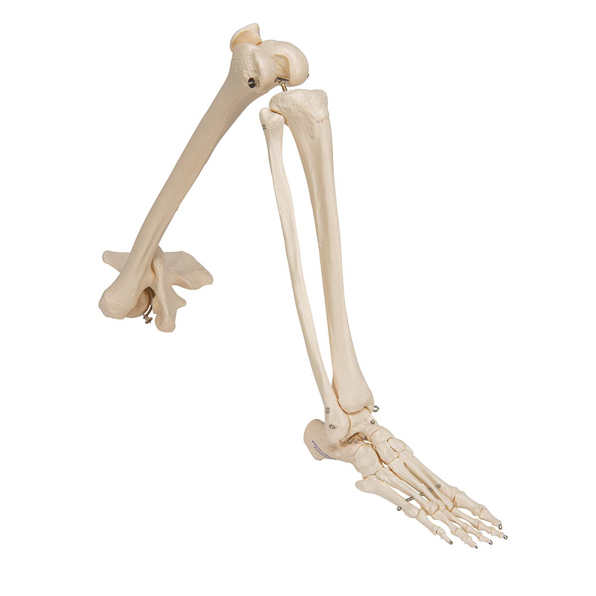 3b-scientific-3b-smart-anatomy-bein-skelett-mit-h-ftknochen-ar-app image 5