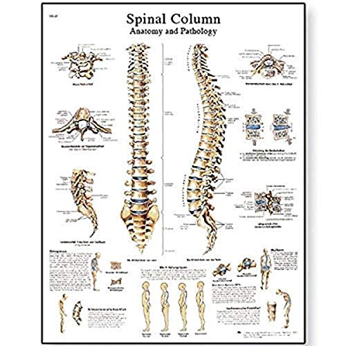 3b-scientific-lehrtafel-wirbels-ule-laminiert-anatomieposter image 4