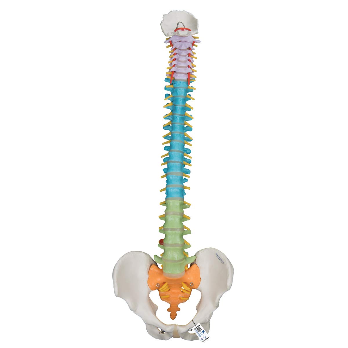 3b-scientific-flexibles-wirbels-ulenmodell-a58-8-didaktisch-smart-anatomy-app image 1