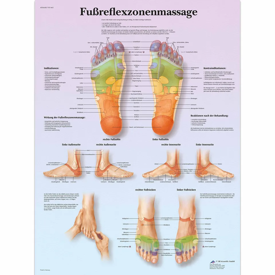3b-scientific-lehrtafel-fu-reflexzonenmassage-laminiertes-poster-50-x-67-cm image 1
