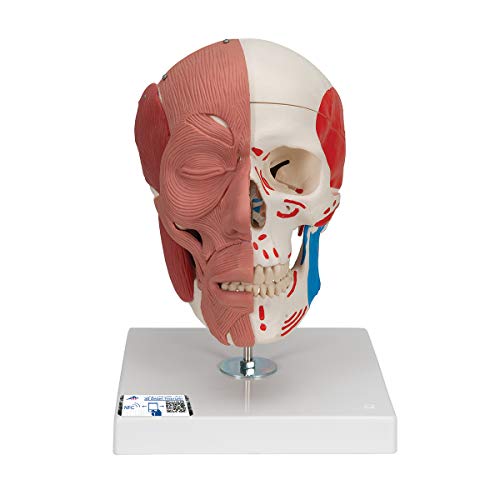 3b-scientific-classic-skull-series-sch-del-modell-a300-klassisch-mit-montage image 7