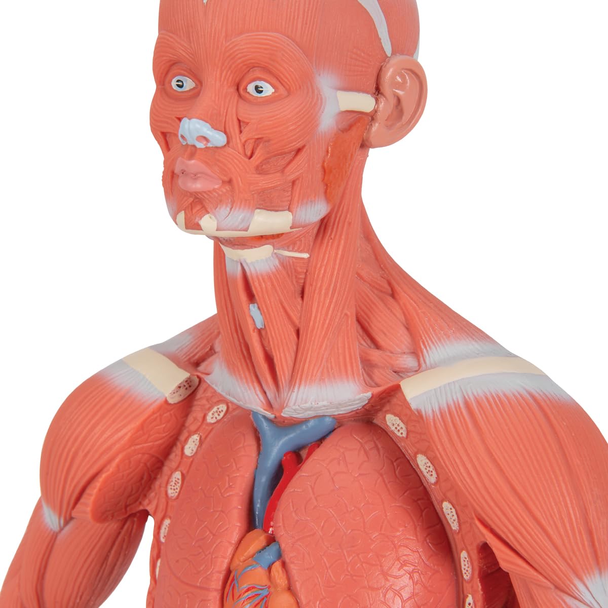 3b-scientific-mini-muskel-figur-2-teiliges-humananatomie-modell-mit-abnehmbarer- image 5