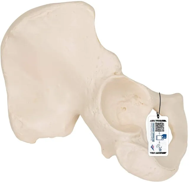 3b-scientific-h-ftbein-knochenmodell-in-originalgr-e-smart-anatomy-app image 1