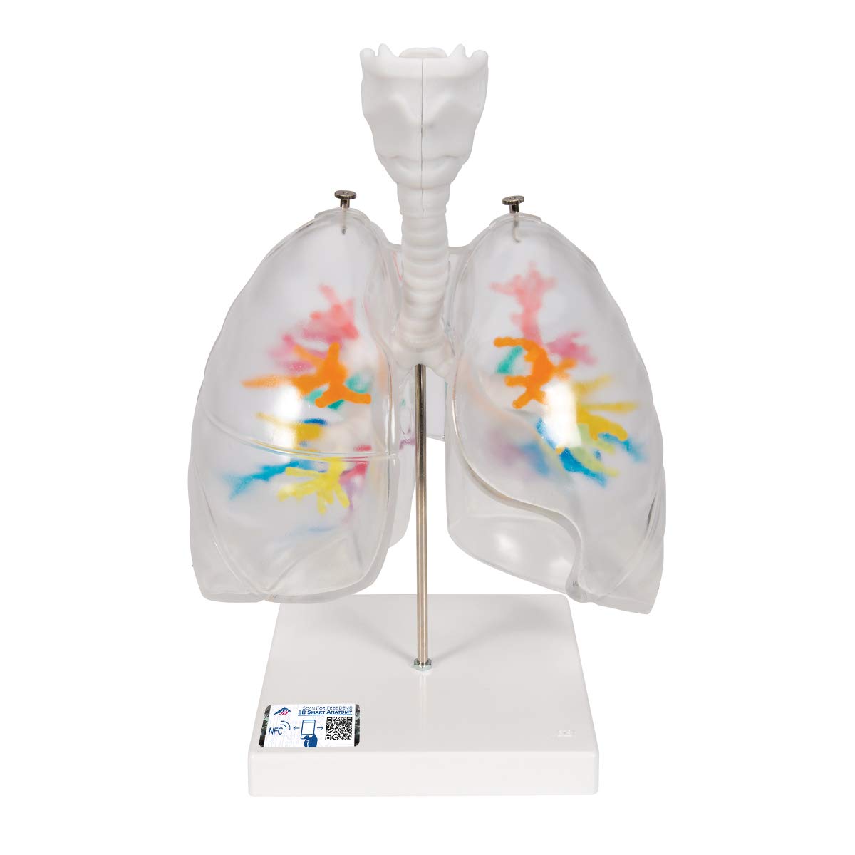 3b-scientific-ct-bronchialbaum-mit-kehlkopf-transparentes-lungenmodell-auf-stati image 1