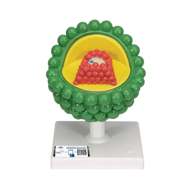 3b-scientific-hiv-modell-l40-microanatomy-virusmodell-mit-sockel-smart-anatomy-a image 1