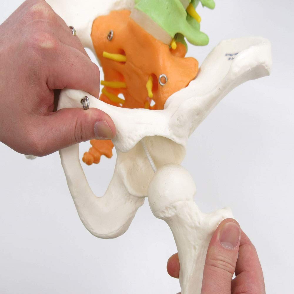 3b-scientific-didaktische-flexible-wirbels-ule-a58-9-82-cm-mit-oberschenkelk-pfe image 2