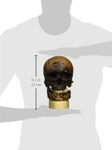 3b-scientific-sch-delreplikat-homo-sapiens-cro-magnon-mit-sockel image 3
