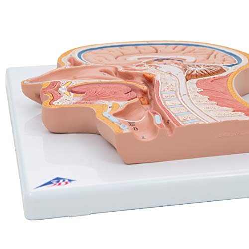 3b-scientific-medianschnitt-kopfmodell-lebensgro-mit-gehirn-smart-anatomy-app image 4