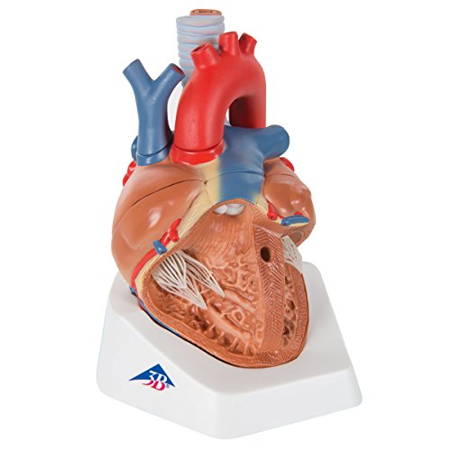3b-scientific-herzmodell-7-teilig-vd253-3b-smart-anatomy-app image 6