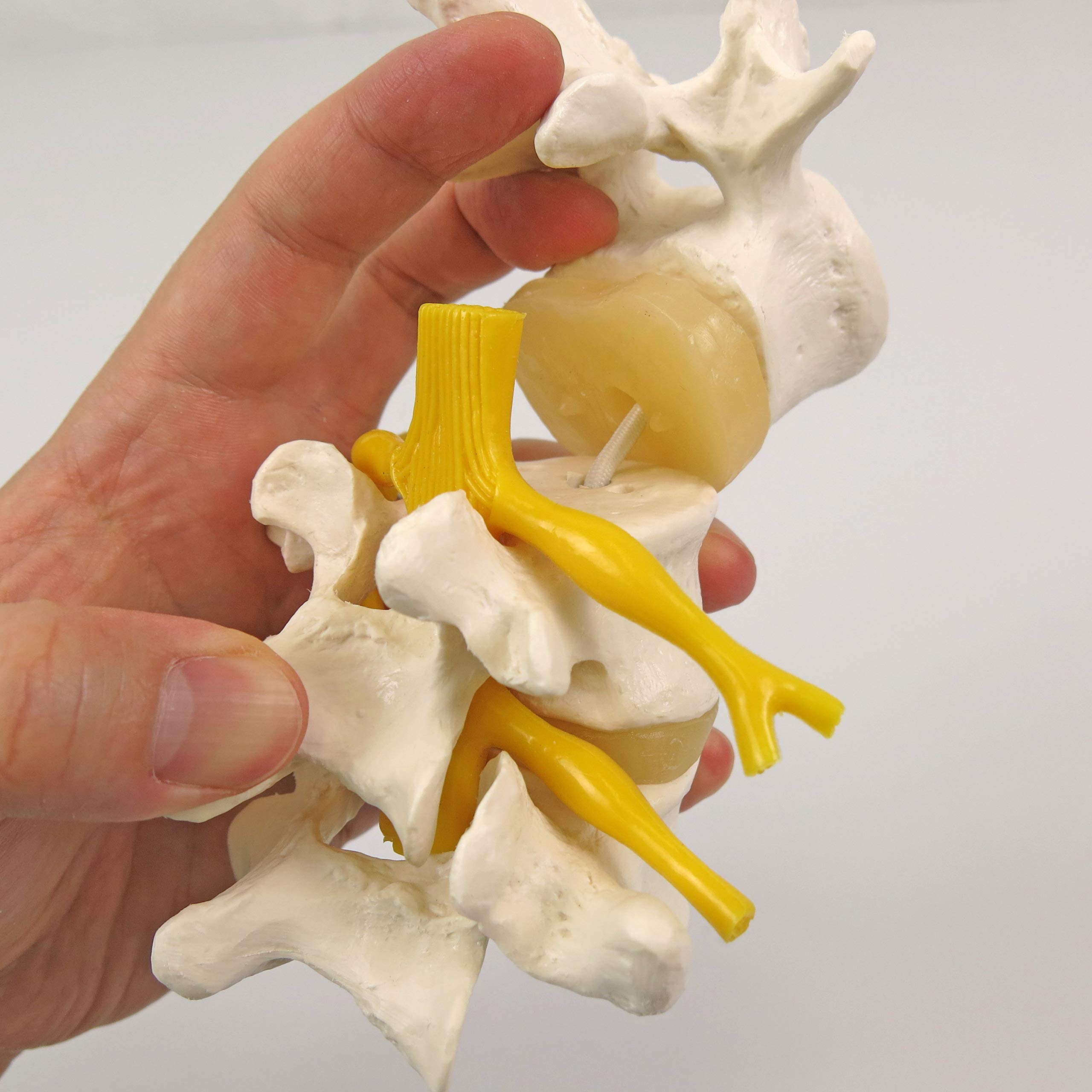 3b-scientific-a76-8-3-lendenwirbel-flexibel-montiert-mit-spinalnerven image 2