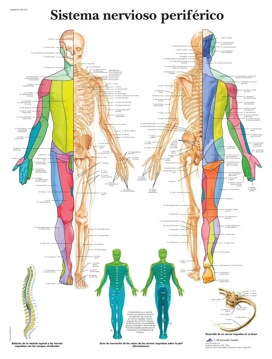 3b-scientific-spinalnerven-tafel-laminiert-anatomieposter-50-x-67-cm-f-r-studium image 1