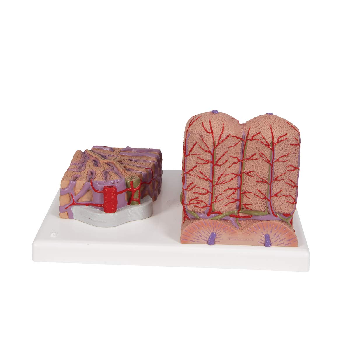 3b-scientific-microanatomy-leber-modell-60-fach-und-200-fach image 4