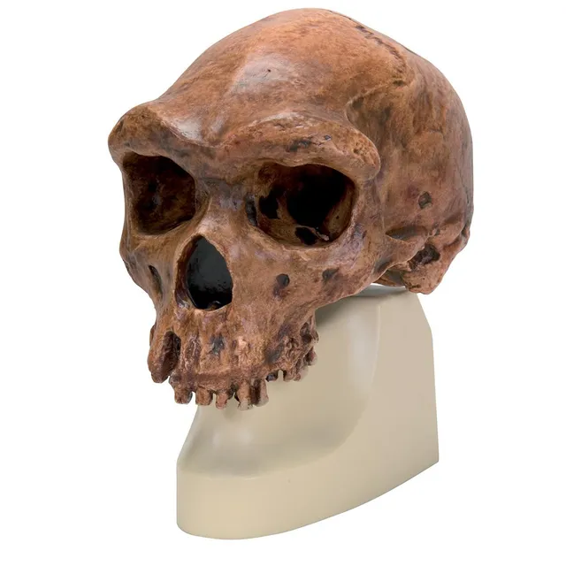 3b-scientific-sch-delreplikat-homo-rhodesiensis-broken-hill-classic-skull-series image 1