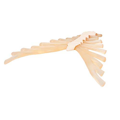 3b-scientific-brustbeinmodell-mit-rippenknorpel-pvc-smart-anatomy-app image 5