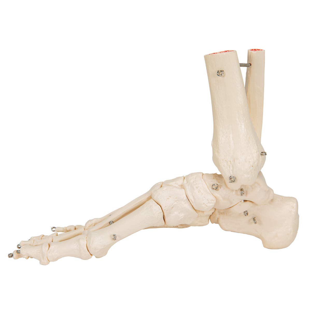 3b-scientific-a31-fu-und-sprunggelenk-skelettmodell-3b-smart-anatomy image 4