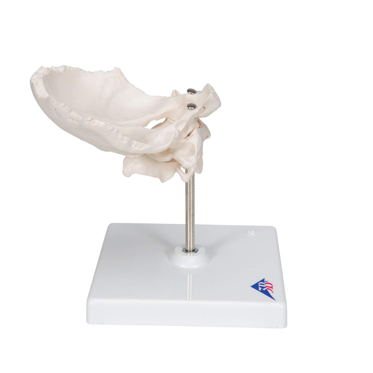 3b-scientific-atlas-und-axis-mit-hinterhauptschuppe-0-3-kg-smart-anatomy-app image 3