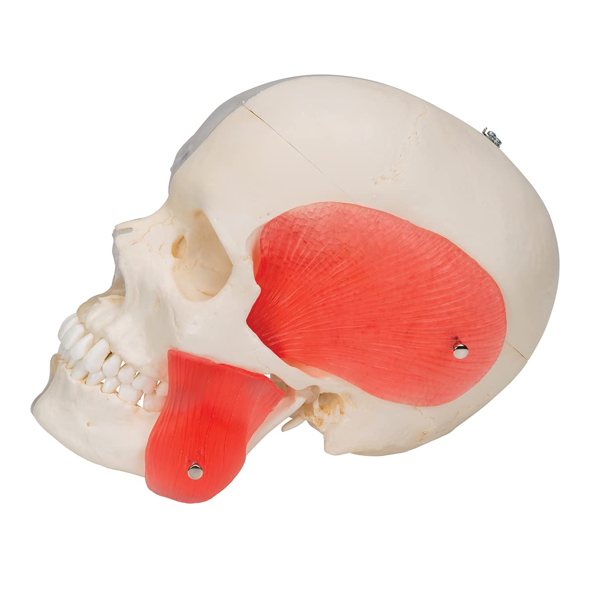 3b-scientific-bonelike-sch-del-modell-a282-halb-transparent-halb-knochen-8-teili image 2