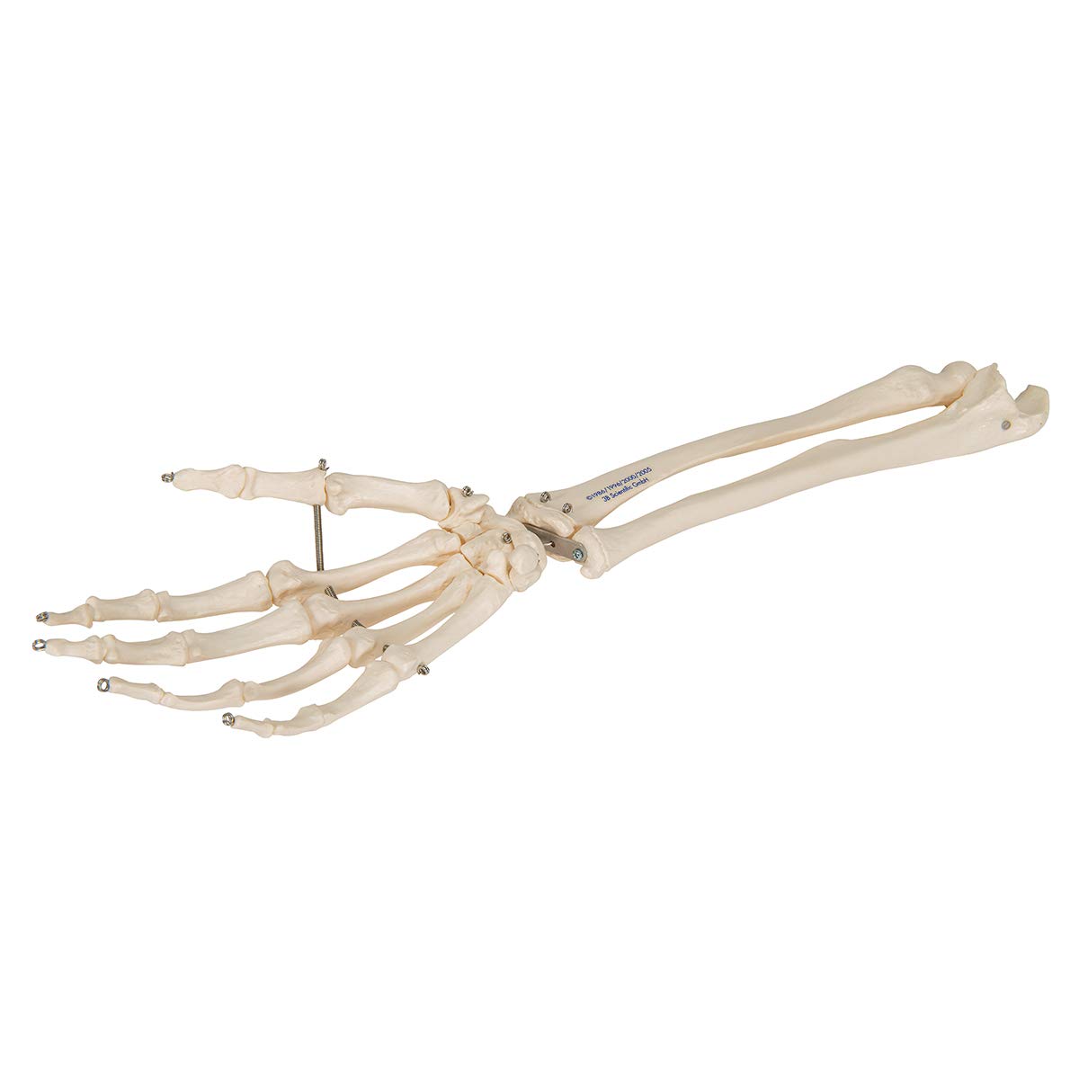3b-scientific-handskelett-mit-unterarm-lebensgro-auf-draht-smart-anatomy-app image 2