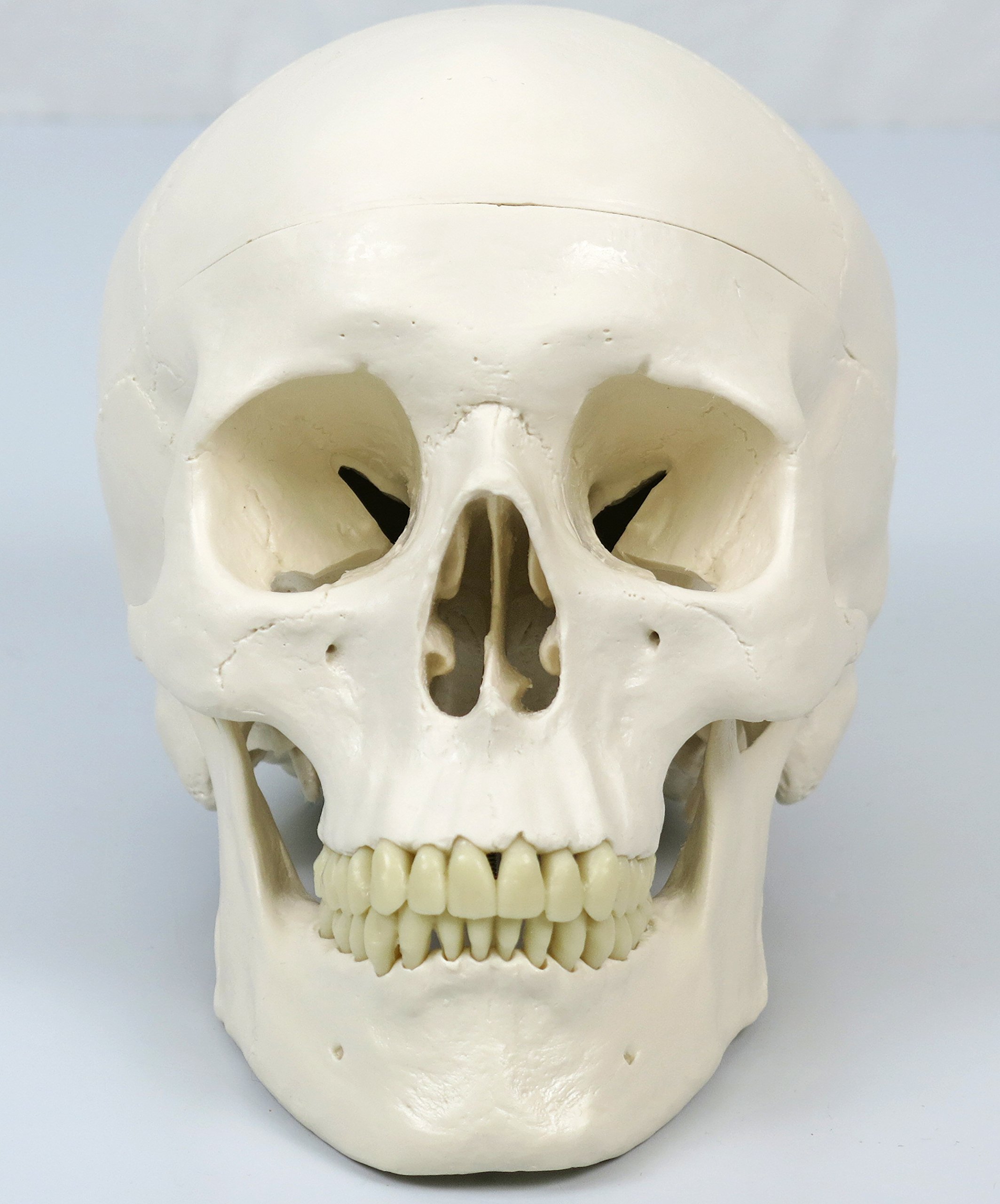 3b-scientific-skelettmodell-stan-a10-1-auf-h-ngest-nder-3b-smart-anatomy image 2