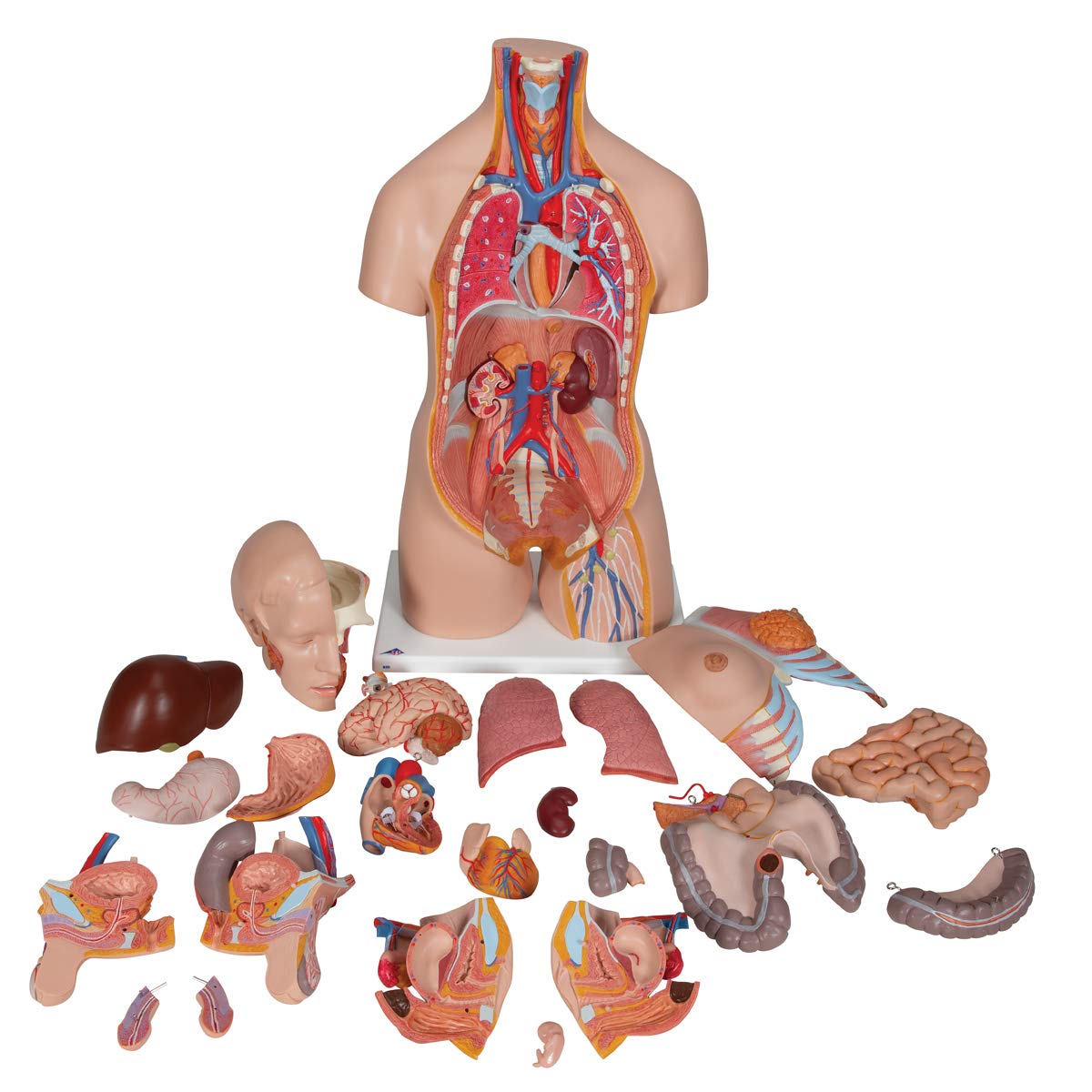 3b-scientific-deluxe-torso-zweigeschlechtlich-24-teilig-anatomiemodell image 2