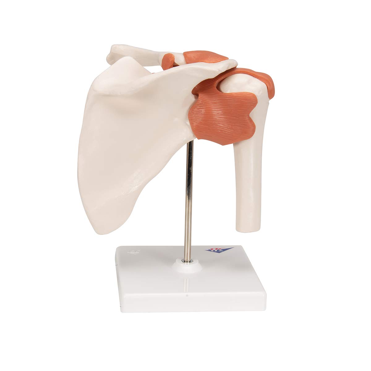 3b-scientific-a80-funktionales-schultergelenk-modell-mit-st-nder-3b-smart-anatom image 4