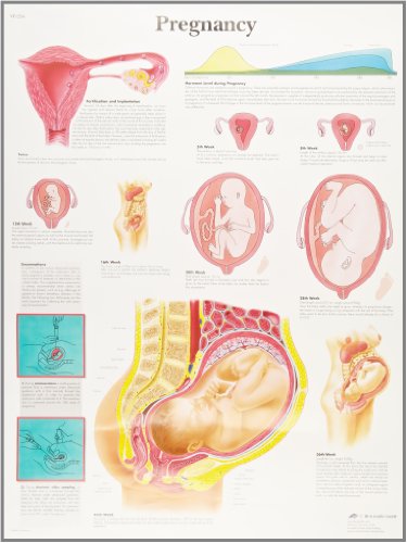 3b-scientific-schwangerschaft-laminierte-anatomie-lehrtafel-50-x-67-cm image 4